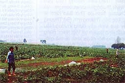 Phủ kín đậu tương trên ruộng đồng.