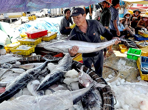 Ngư dân Sa Huỳnh, huyện Đức Phổ trúng đậm cá ngư đầu năm.