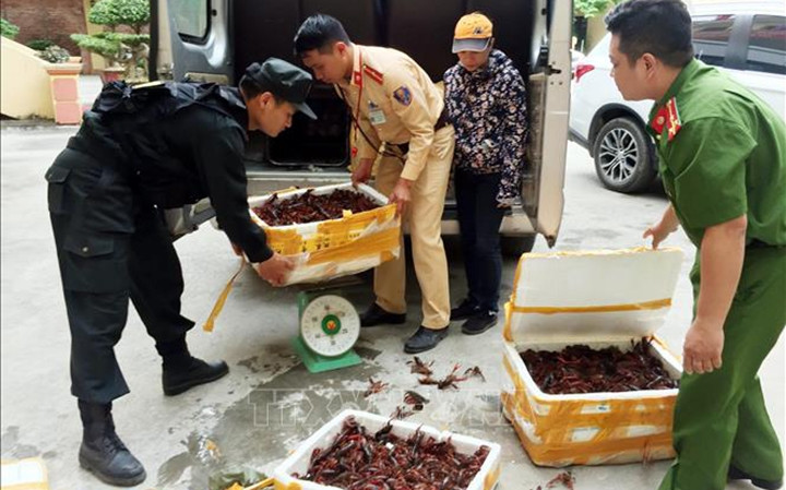 Cán bộ Công an tỉnh Lạng Sơn cân, kiểm tra số lượng tôm hùm đất bị thu giữ. Ảnh: THÁI THUẦN (TTXVN)
