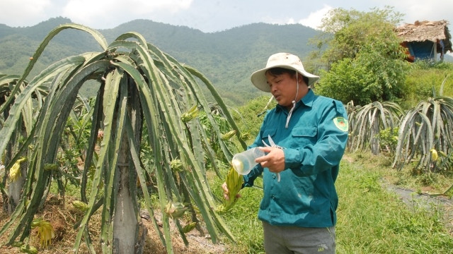 Anh Hoàng hướng dẫn cách che mưa cho hoa thanh long.