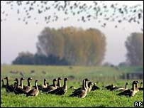 Mỹ công bố kế hoạch trị giá 7,1 tỷ USD phòng chống cúm gia cầm