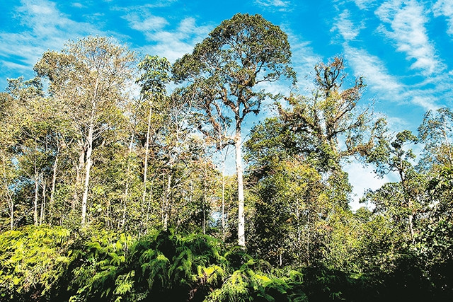 Rừng già ở Hồng Ngài. 