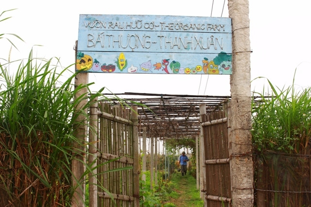 Vườn rau hữu cơ thôn Bái Thượng.