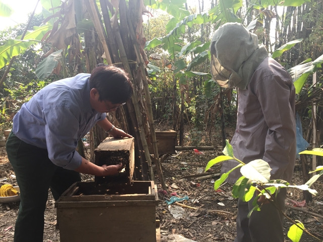 Chủ nhiệm CLB ong mật Đề Thám, tỉnh Cao Bằng Đào Minh Quân (người bên trái) cùng đồng nghiệp chuyển bầy ong rừng vào thùng để thuần hóa.
