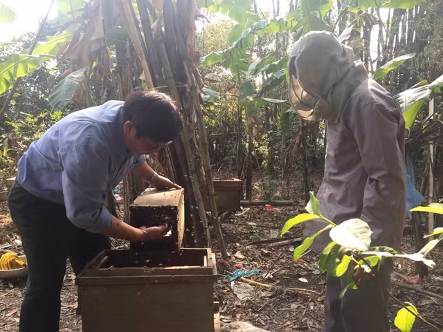Chủ nhiệm CLB ong mật Đề Thám, tỉnh Cao Bằng Đào Minh Quân (người bên trái) cùng đồng nghiệp chuyển bầy ong rừng vào thùng để thuần hóa.