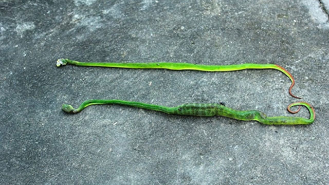 Cách sơ cứu người bị rắn lục đuôi đỏ cắn 