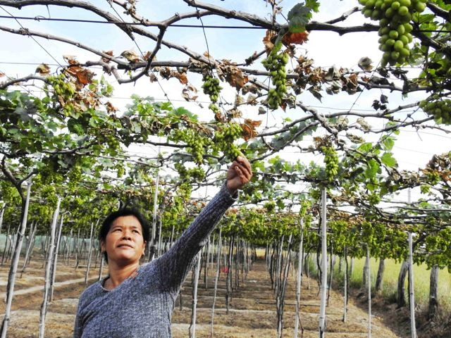 Chị Lê Thị Hòa bất lực trước vườn nho đầu tư hơn 700 triệu đồng đang dần chết rụi.