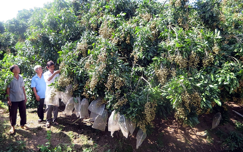 Nhãn Edor của huyện Long Hồ được chứng nhận VietGAP.