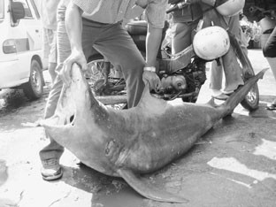 Bắt được cá mập nặng hơn 70 kg ở biển Quy Nhơn