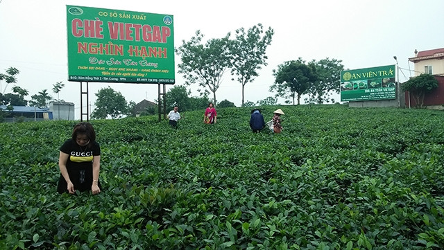 Vùng chè đặc sản Tân Cương ngày càng thu hút nhiều khách du lịch.