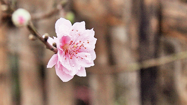 Như giấc đào phai