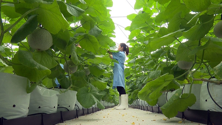 Nông dân xã Xuân Khê, huyện Lý Nhân chăm sóc dưa trong nhà lưới tại khu nông nghiệp công nghệ cao.