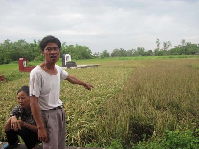 Lúa bị táp lá do khí thải của Công ty TNHH Phương Nam (6M).