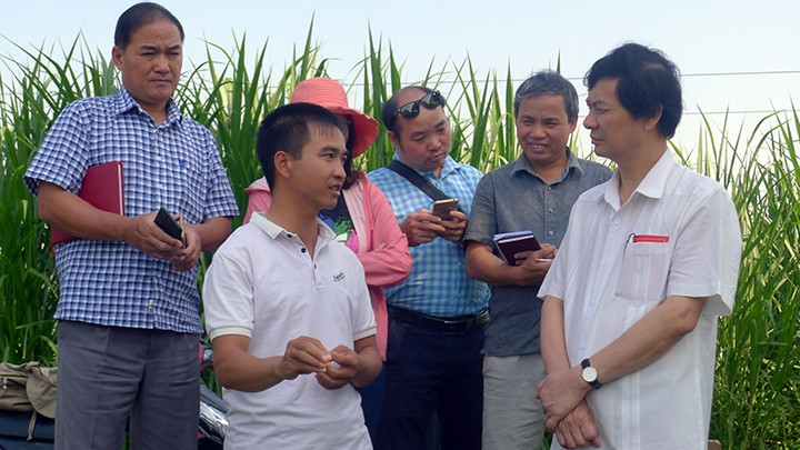 Anh Vàng Thìn Nghì (thứ hai từ trái qua) chia sẻ kinh nghiệm trồng cây đương quy.