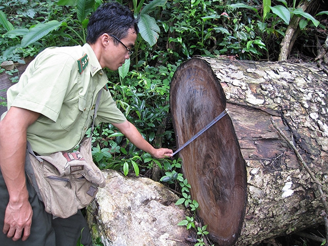 Một cây nghiến cổ thụ trong Vườn quốc gia Ba Bể bị chặt hạ.