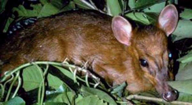 Loài mang Lá chỉ bằng chiếc lá cây to.