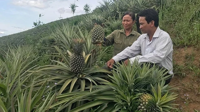 Nhiều vườn dứa ở xã Cư Đrăm, huyện Krông Bông đã đến thời điểm thu hoạch, nhưng do giá giảm thấp, thương lái mua cầm chừng nên nông dân chưa thu hoạch được.