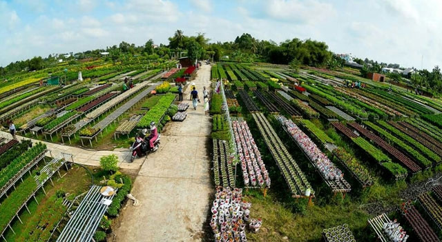 Ruộng hoa ở phường Tân Quy Đông. Ảnh: MINH VŨ, L.KHANG