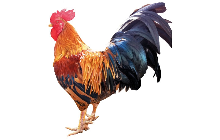 Năm Dậu về “vương quốc” gà chín cựa