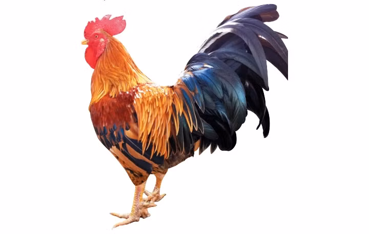 Năm Dậu về “vương quốc” gà chín cựa