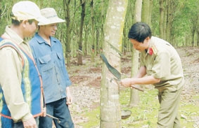 Cán bộ Công ty 75 Binh đoàn 15 đào tạo nghề<br>cho lao động người dân tộc thiểu số ở<br>Huyện Đúc Cơ (Gia Lai)