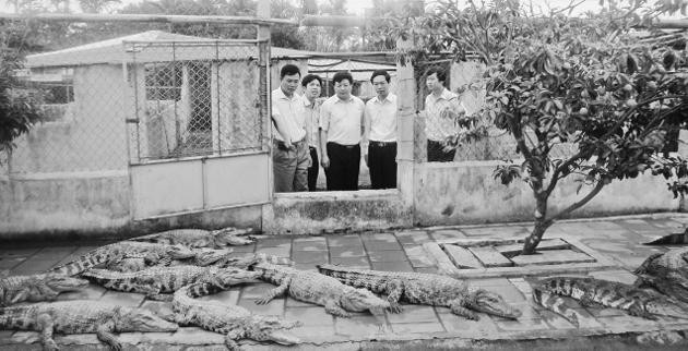 Khách tham quan quy trình nuôi cá sấu thương phẩm.