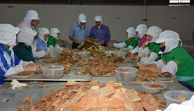 Công nhân Công ty CP Yên Thành chế biến măng tre Bát độ xuất khẩu.