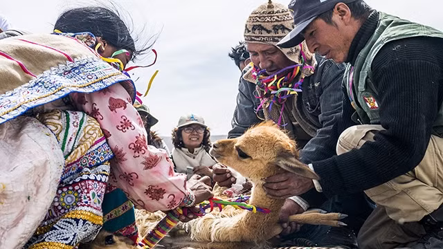 Người dân Peru thu hoạch lông vicuna trong lễ Chaccu. Ảnh: PINTEREST