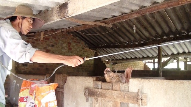 Phun thuốc tiêu độc khử trùng tại các hộ chăn nuôi.