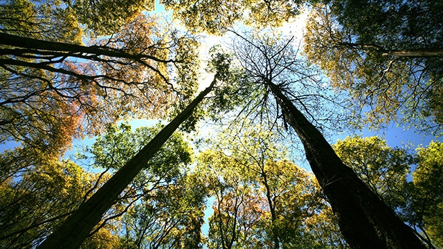 Dưới cái nắng của “chảo lửa miền trung”, những tán cây cổ thụ làm nhiệm vụ tản nhiệt rất hiệu quả.