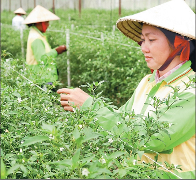 Mô hình trồng ớt sạch cho thu nhập cao ở xã Bình Mỹ.