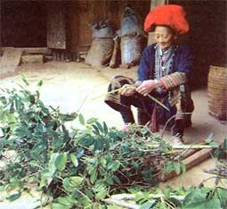 Thuốc tắm của người Dao