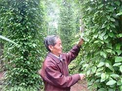 Công thức “huỵnh-tiêu” được người
dân Cồn Chay, Cự Nẫm áp dụng theo ông Lý rất hiệu quả. Cảnh thiếu đói ở vùng đất này