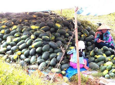 Nông dân trồng dưa hấu Tết phấn khởi do được mùa, trúng giá.