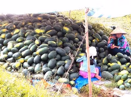 Nông dân trồng dưa hấu Tết phấn khởi do được mùa, trúng giá.