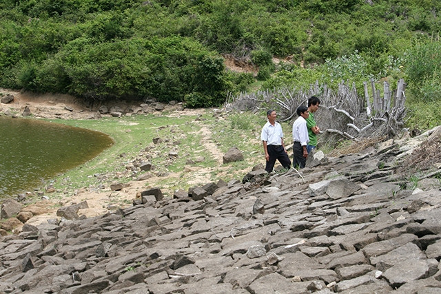 Dùng cọc tre chống vỡ đập tại hồ Núi Miếu, xã Mỹ Lợi, huyện Phù Mỹ (Bình Định).