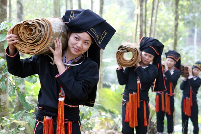 Người dân tộc thiểu số ở xã Viễn Sơn thu hoạch quế.