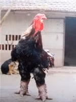 Gà quý Ðông Tảo trước đại dịch cúm gia cầm