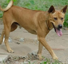 Chó Phú Quốc
(ảnh của www.chophuquoc.com.vn).