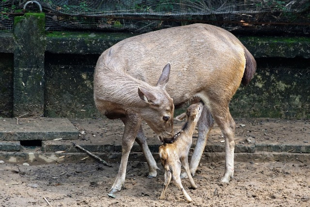Nai mẹ trong công viên Đầm Sen sinh nai con mang bộ lông hươu sao