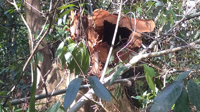 Dư luận chờ câu trả lời của cơ quan chức năng về tài nguyên rừng Pù Mát bị xâm hại.