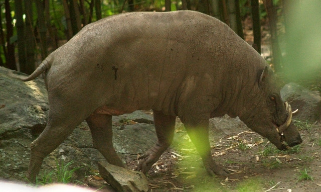 Lợn hươu buru.