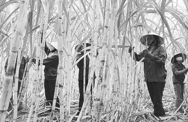 Thu hoạch mía bằng phương pháp thủ công khiến năng suất, chất lượng giảm.