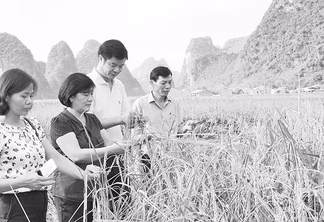 Mô hình trồng lúa nếp tại xã Ngọc Côn, huyện Trùng Khánh (Cao Bằng) đang cho thu nhập tốt.