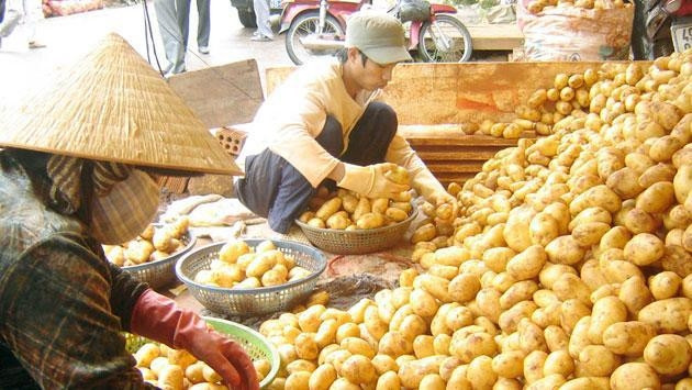 Phân loại khoai tây Trung Quốc tại chợ nông sản Đà Lạt.