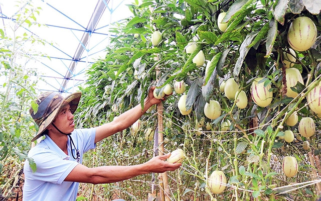 Cần ưu tiên nghiên cứu phát triển giống cây trồng mới cho năng suất cao, khả năng chống chịu tốt, thích ứng với các điều kiện khí hậu khắc nghiệt. Trong ảnh: Trồng dưa theo kỹ thuật treo thẳng tại vườ