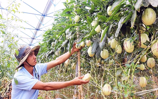 Cần ưu tiên nghiên cứu phát triển giống cây trồng mới cho năng suất cao, khả năng chống chịu tốt, thích ứng với các điều kiện khí hậu khắc nghiệt. Trong ảnh: Trồng dưa theo kỹ thuật treo thẳng tại vườ