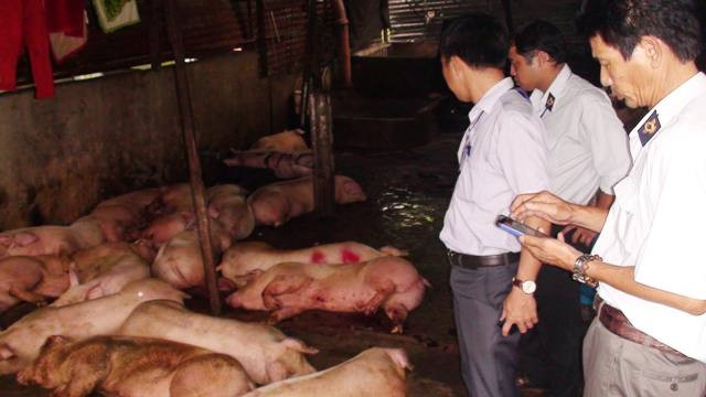 Lợn bệnh được phát hiện tại cơ sở giết mổ ở khu phố 2, phường Long Bình, TP Biên Hòa.