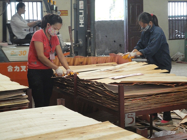 Nhiều hộ gia đình ở huyện Hữu Lũng mở xưởng chế biến gỗ bạch đàn.