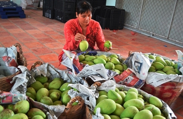 Phân loại xoài trước khi đưa ra thị trường.